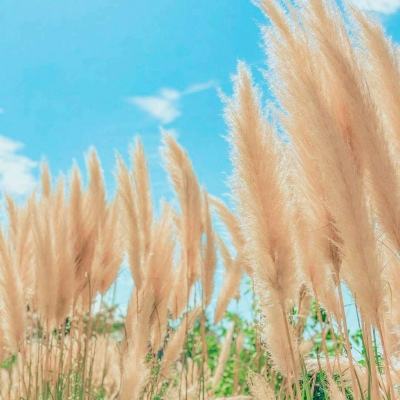景顺长城智能生活混合A净值上涨4.61%